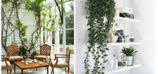 Get ready to Listen the Melody of Plants at Home - Go Green