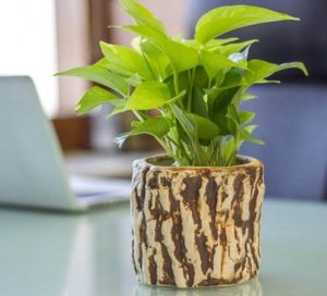 Add a Bit of Natural Kick to your Interior Designs - Go Green