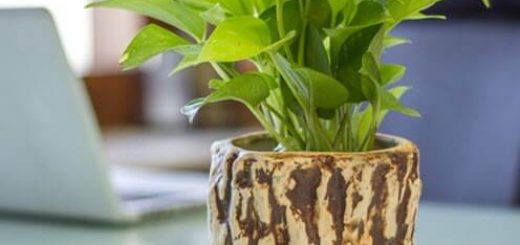 Add a Bit of Natural Kick to your Interior Designs - Go Green