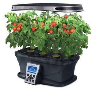 Veggie Garden