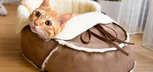 Pet Furniture