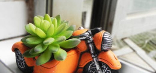 Succulent Planter Pots