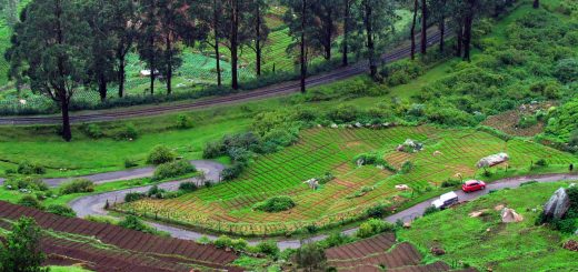 A Detailed Travel Guide for a Family Vacation in Ooty