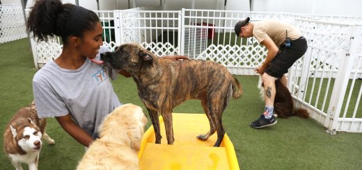 Facts to Consider Prior to Sending Your Pooch to a Day Care Center