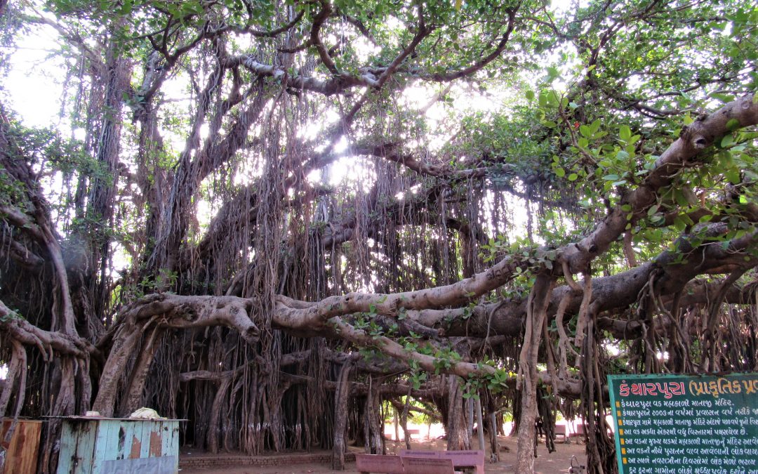 Great Banyan Tree – Gujarat