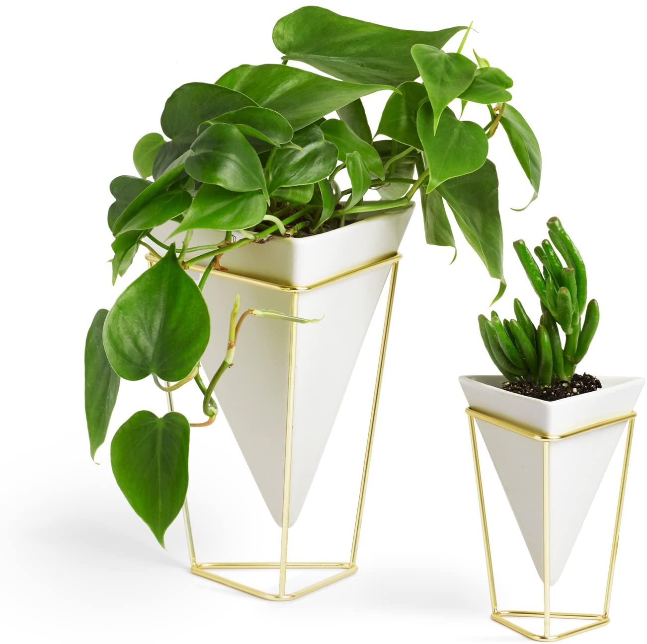 Feng Shui Plants