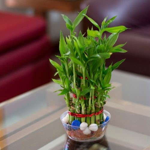 Reinvent your Home with these Feng Shui Plants