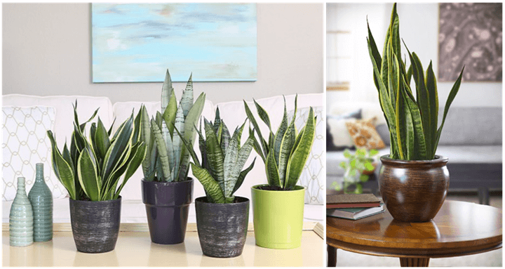 Add a Bit of Natural Kick to your Interior Designs - Indoor Plants