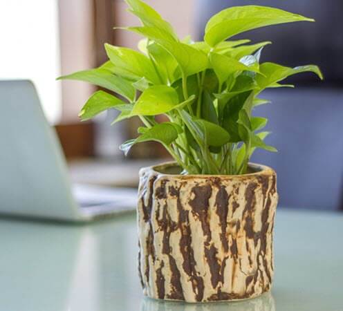 Add a Bit of Natural Kick to your Interior Designs - Go Green