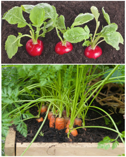 Kitchen Garden