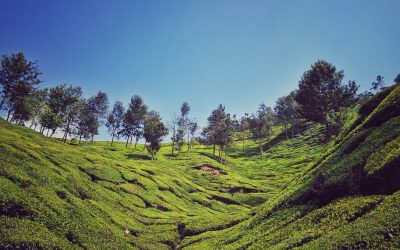 15 Best & Budget Hotels To Stay in Munnar