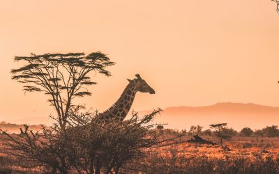 Ultimate Safety Tips to Consider While Traveling to Africa