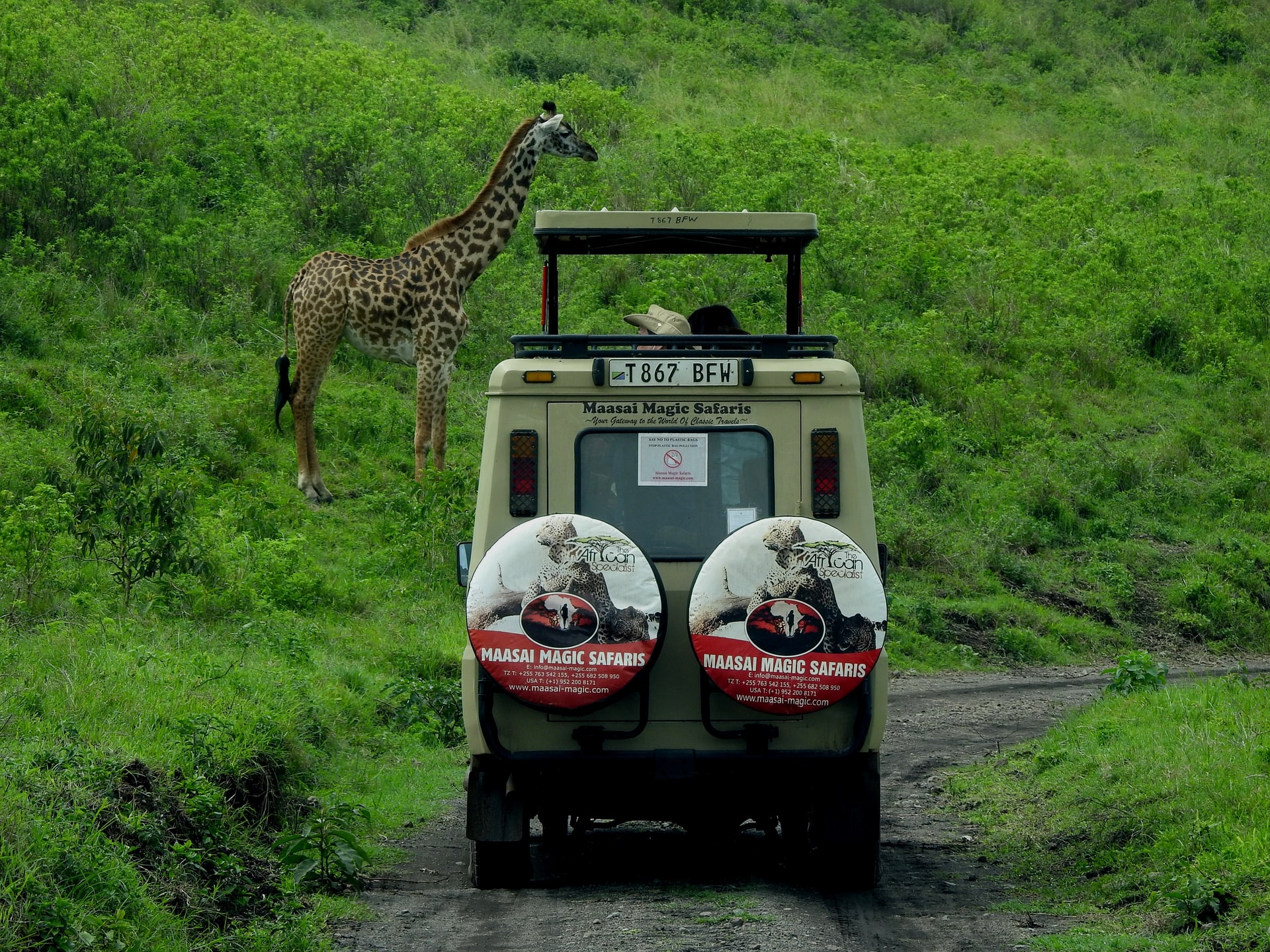 African Safari