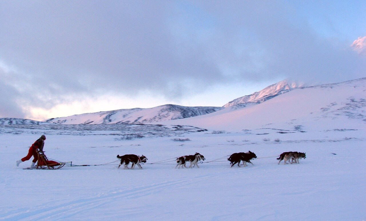 Dog Sledding in Tromso
