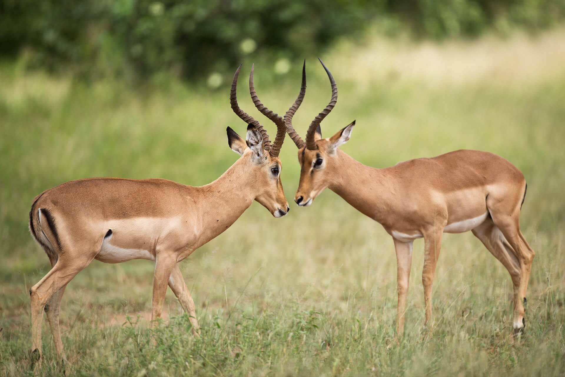 Kruger National Park Solo Traveller