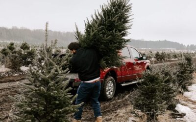 Your Guide to Finding the Best Organic Christmas Tree