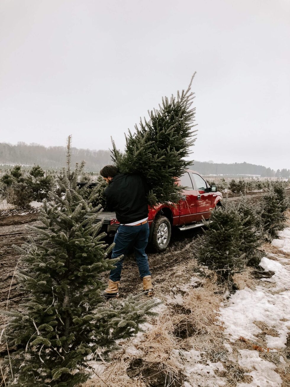 your-guide-to-finding-the-best-organic-christmas-tree-sevenedges