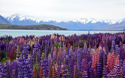 Exploring Enchanting New Zealand: A Traveler’s Guide to Unmissable Attractions