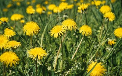 Cultivating Versatility: The Ideal Dandelion Extractor and Its Many Applications