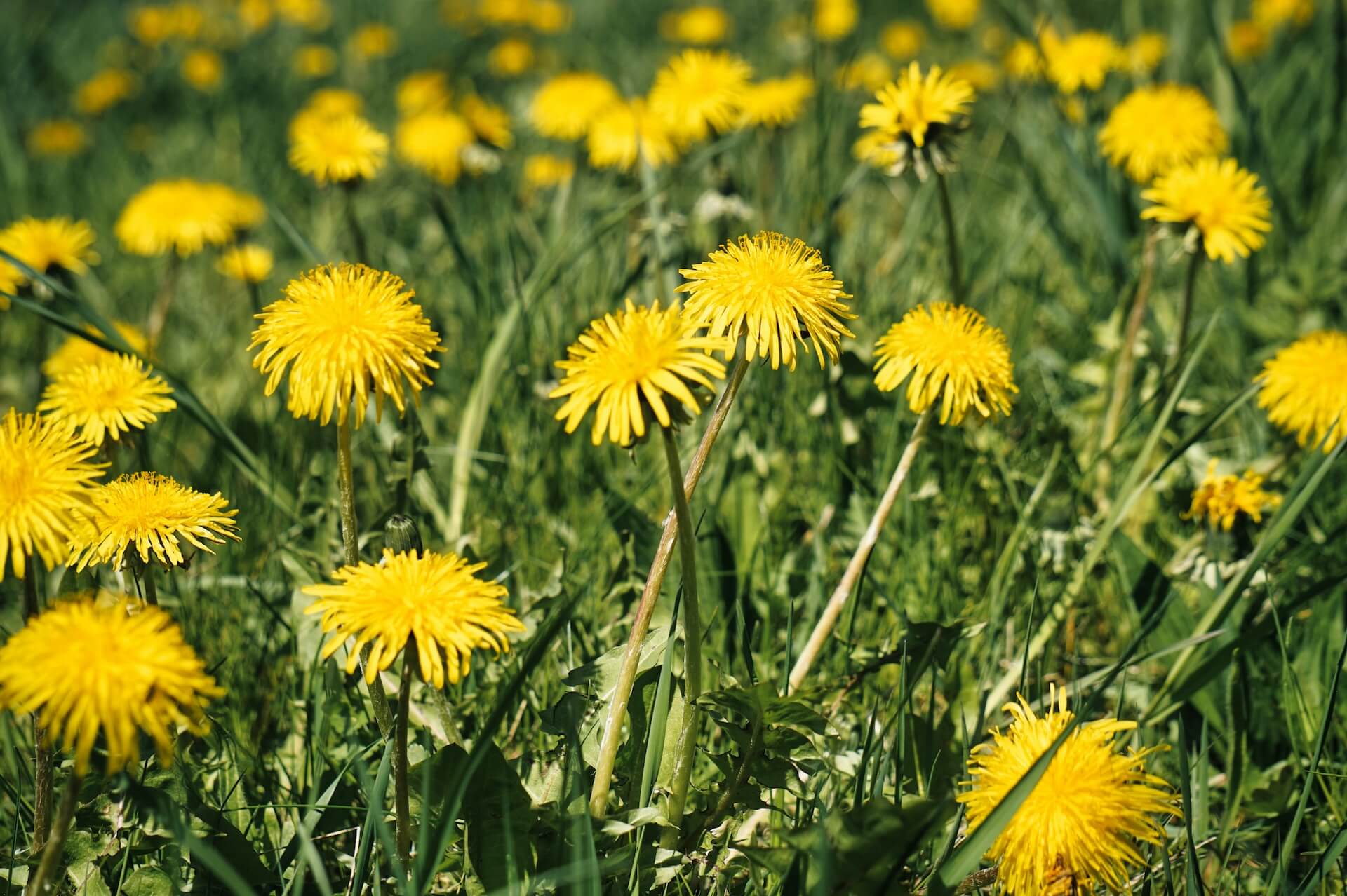 Dandelion Extractor